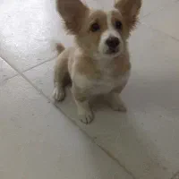 سگ خندان و باهوش