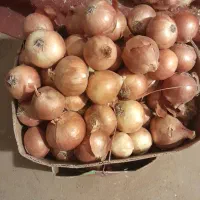 پیاز درشت
