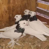 کفتر طوقی دم سفید بلژیکی.بادکنکی شازده. سرخ آبادان|پرنده|باقرشهر, |دیوار