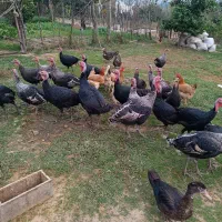 فروش بوقلبون و اردک های روسی بالغ و نزدیک به کشتار|حیوانات مزرعه|مرزیکلا, |دیوار