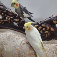 عروس هلندی جفت نر و ماده|پرنده|مشکیندشت, |دیوار