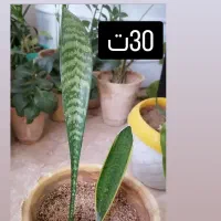 حراج گل خانگی|گل و گیاه طبیعی|شاهین‌شهر, شهرک ردانی پور|دیوار