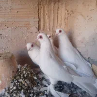 کفتر لوتی قرمز گوز و اغ