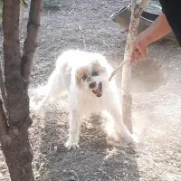 سگ نگهبان