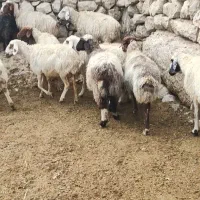 میش گوسفند|حیوانات مزرعه|اندیمشک, |دیوار