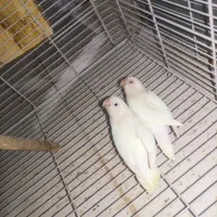 فروش جفت های مولد برزیلی و عروس هلندی|پرنده|شیراز, شیخ علی چوپان|دیوار