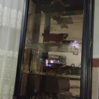 کمد بوفه|بوفه، ویترین، کنسول|نهاوند, |دیوار