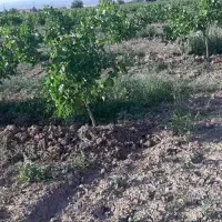 باغ-1000-متری