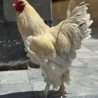 خروس برهما غول پیکر