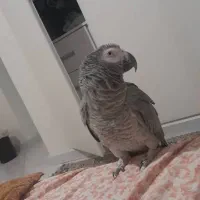 کاسکو سخنگو