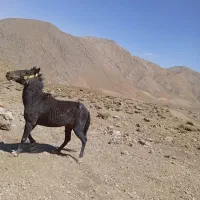 مادیان
