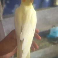 جفت عروس هلندی لوتینو زعفرانی و سیامون