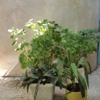 گلهای خانگی سرسبزوپر پشت