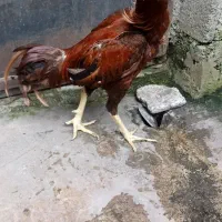 خروس لاری|حیوانات مزرعه|رشت, ولکس|دیوار