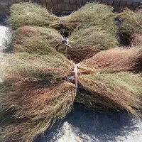 جارو محلی|لوازم نظافت|بروجرد, |دیوار