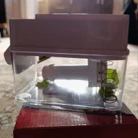 هسته گیر آلبالو گیلاس|ظروف پختوپز|رباطکریم, رباطکریم|دیوار