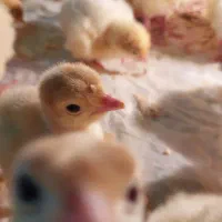 بوقلمون پروار عید|حیوانات مزرعه|قم, هنرستان|دیوار