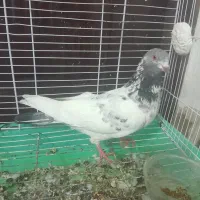 کبوتر طوقی نر  پاکستانی