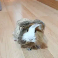 خوکچه هندی فشن مو بلند سنجابی قهوه ای