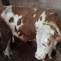 دوراس گوساله نر گوشتی