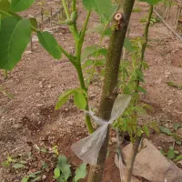 گردو پیوندی حراج