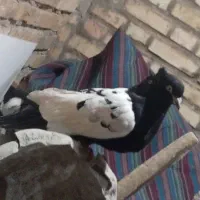 کبوتر|پرنده|خرمشهر, |دیوار