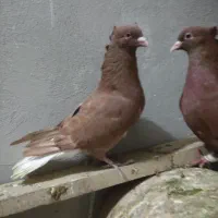 دوتا نر سرخ نوک سفید دمسفید پاک بدون غلطی