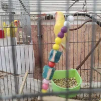 طوطی برزیلی|پرنده|شاهرود, |دیوار