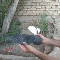 کبوتر|پرنده|کلاردشت, |دیوار