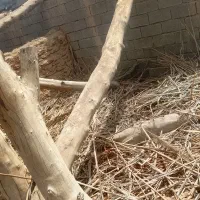 چوب برای ذغال