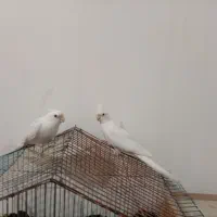 عروس هلندی البینو|پرنده|کلاله, |دیوار