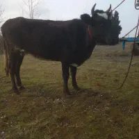 باسلام ۲تا گاو یلاقی ویک عدد لیشه چالوسی