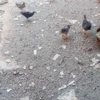 جوجه مرغ