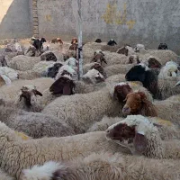 میش و بره صادراتی