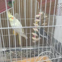 عروس هلندی|پرنده|کنگاور, |دیوار