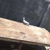 نداشتن گندم و جا