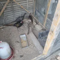 طاووس پاکستانی