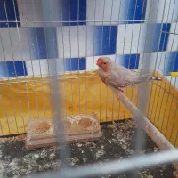 فنچ کینگ دوتا نر