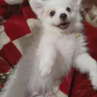 آشپیتز پامر|سگ|رشت, آتشگاه|دیوار