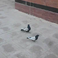 کفتربهبونی