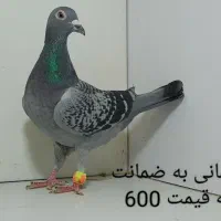 20عدد کبوترماده پلنگ و گراف|پرنده|مشهد, پنجتن|دیوار