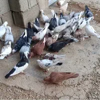 فروش دسته ای کبوتر مایل به معاوضه نیستم