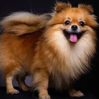 سگ پامر خرسی