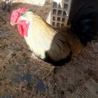 خروس جوان چهل تاج|حیوانات مزرعه|خمینی‌شهر, |دیوار