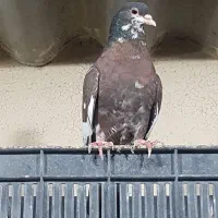 جفت شهری بی عیب|پرنده|بانش, |دیوار