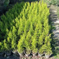 کاج طلایی (لاوسون)