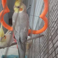پرنده