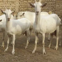 شیر بز سانن