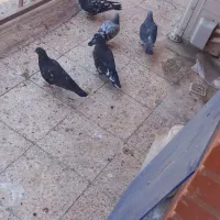 جوجه پلاکی چاپی گم کردم