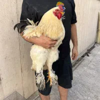 مرغ و خروس برهما